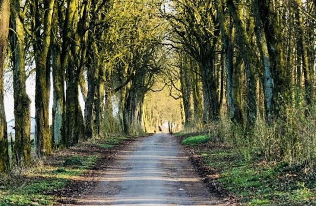 1-Waldweg